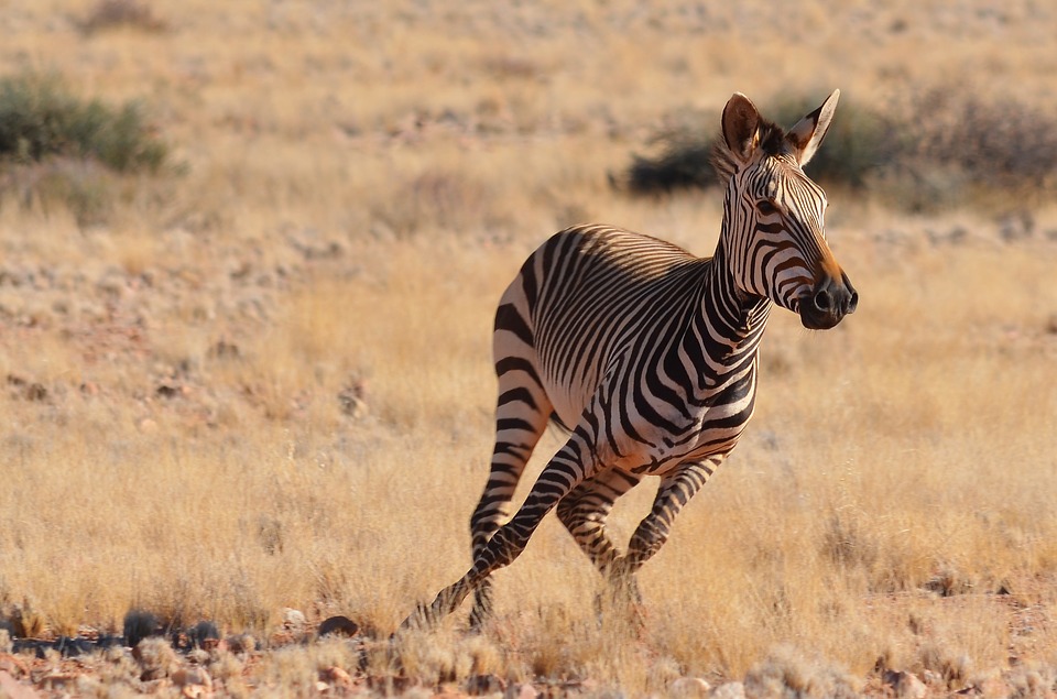 zebra-2452733_960_720 zebra-2452733_960_720