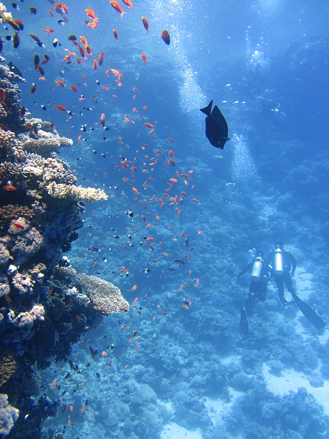 divers-123286_640 divers-123286_640