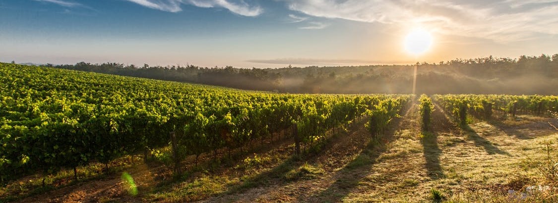 vineyard vineyard