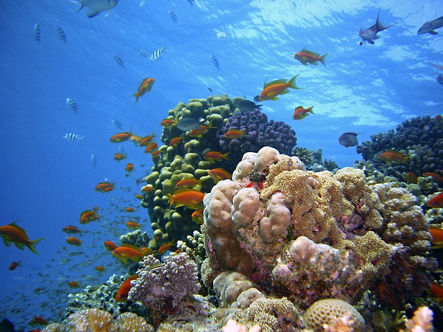 underwater-1656618_640 underwater-1656618_640