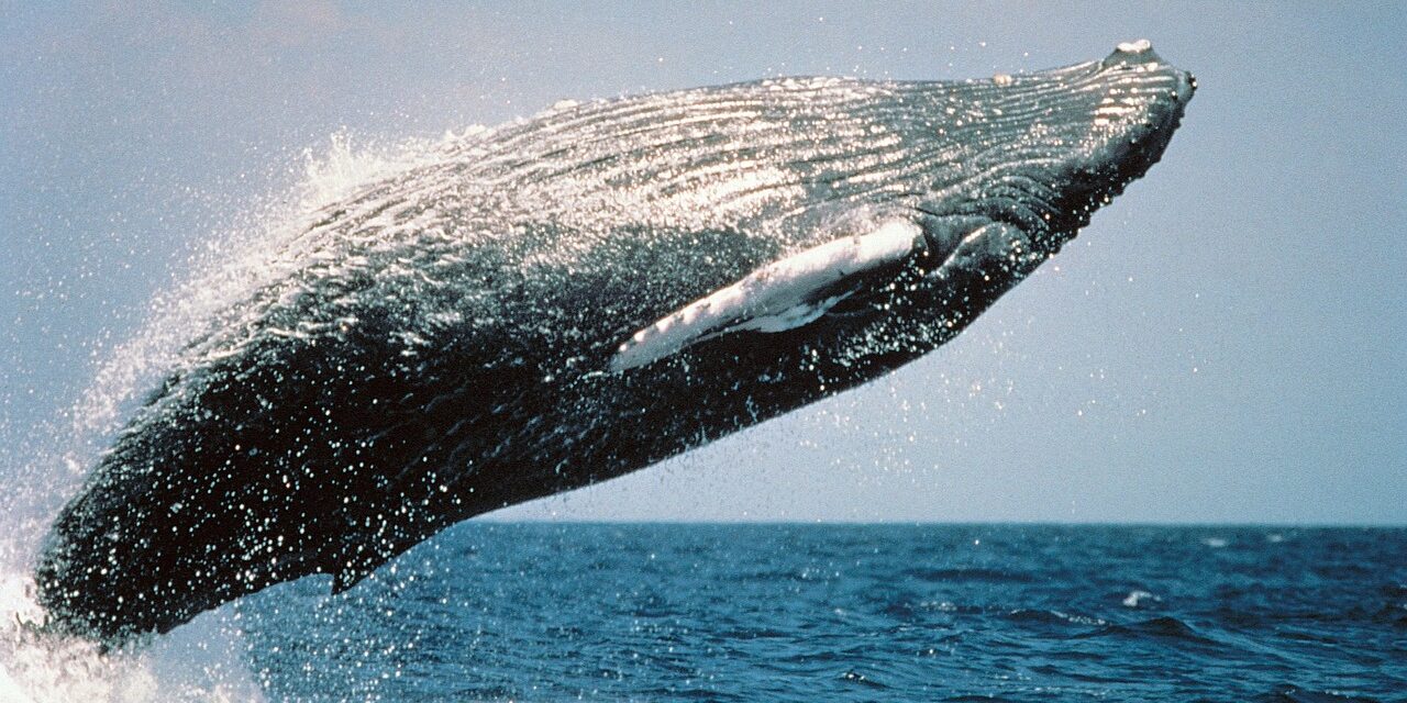 humpback-whale-591126_1280